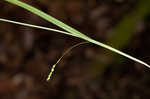 Slender woodland sedge